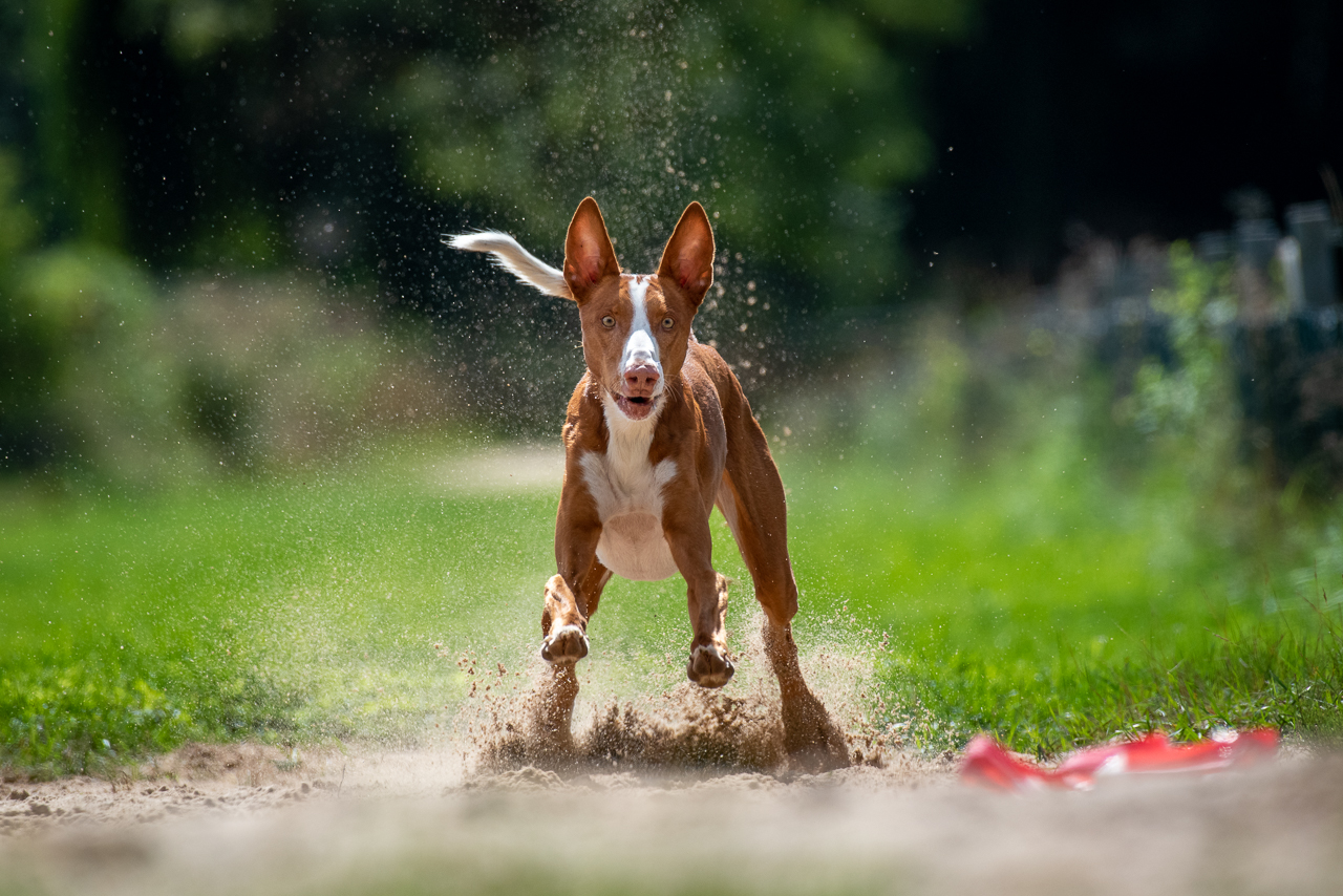 Hunderennen