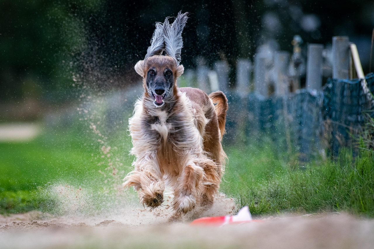 Hunderennen