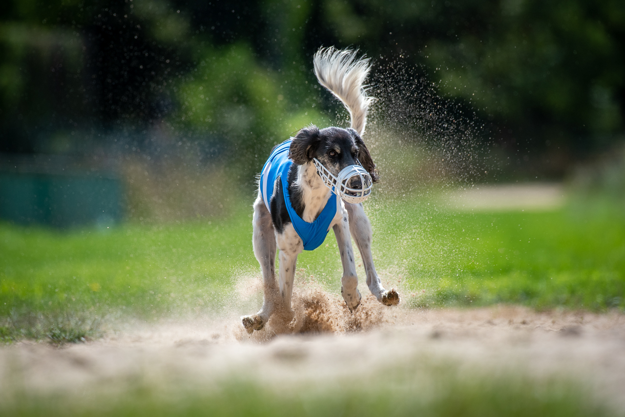 Hunderennen