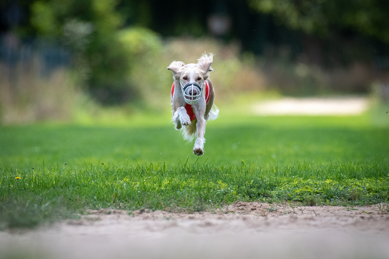 Hunderennen