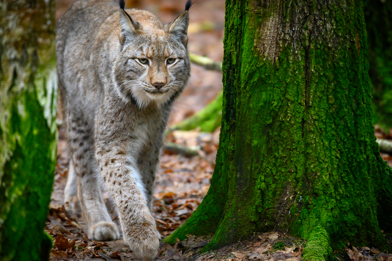 Luchs