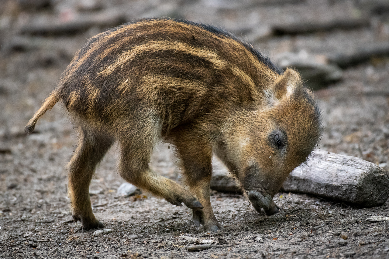 Wildschwein