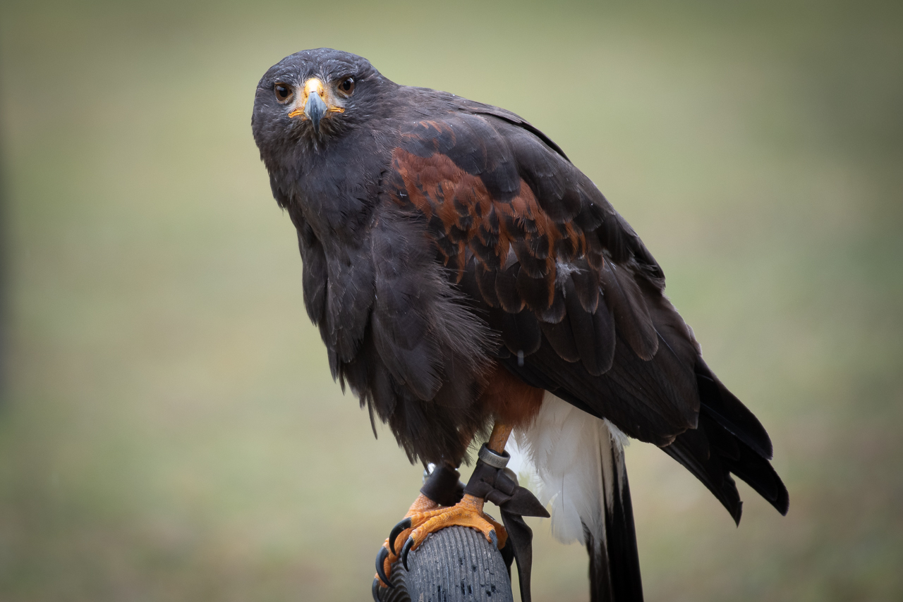 Harris Hawk